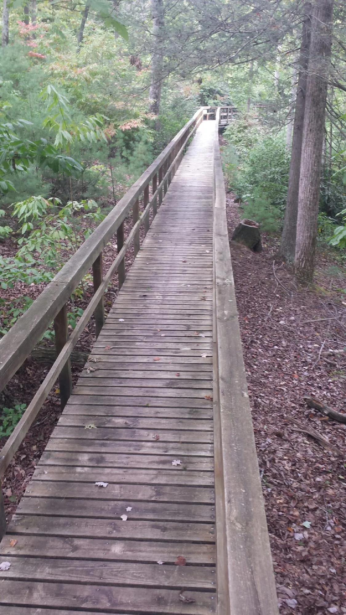 Long wood walkway with handrails built through the woods in Lanett